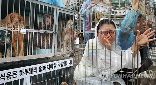 Chợ chó lớn nhất Hàn Quốc sẽ bị cấm giết mổ chó